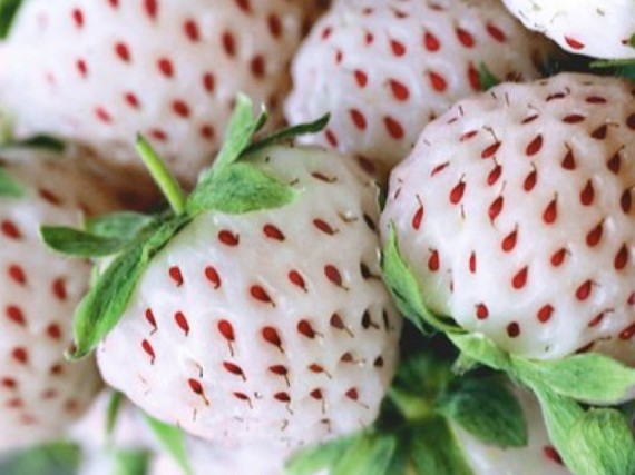 Erdbeer-Variationen "white dream"